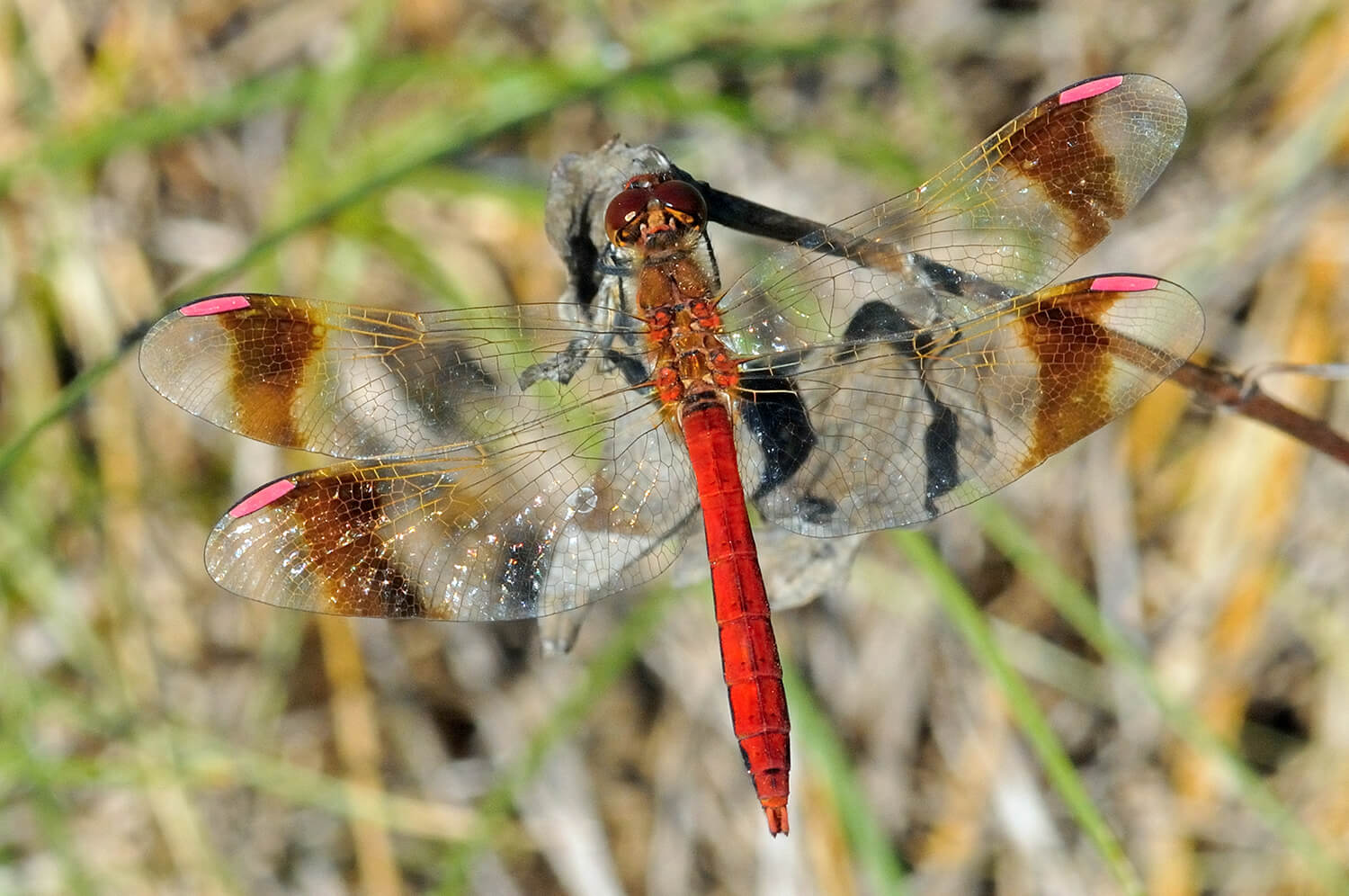 Male Sympetrum pedemontanum by John Reinecke